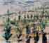 New Orchards, Kfar Etzion by Debbie Kampel